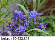 Beautiful purple Aquilegia flower on nature background closeup. Стоковое фото, фотограф Володина Ольга / Фотобанк Лори