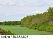 Russian rural nature - field sown with grain and deciduous trees on the plain. Стоковое фото, фотограф Володина Ольга / Фотобанк Лори