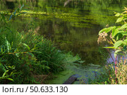 Речной пейзаж, осока и водоросли, зелёные отражения и тени на воде. Река Красивая Меча, Тульская область, Россия. Стоковое фото, фотограф Андрей Цыганков / Фотобанк Лори