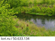 Речной пейзаж, осока и водоросли, отражения и тени на воде, цветы и деревья на берегу. Река Красивая Меча, Тульская область, Россия. Стоковое фото, фотограф Андрей Цыганков / Фотобанк Лори