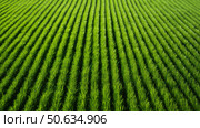 grass lawn texture ai generated. Стоковое AI-изображение, AI-художник Vectorwin / Фотобанк Лори