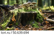 decay tree lifecycle ai generated. Стоковое AI-изображение, AI-художник Vectorwin / Фотобанк Лори