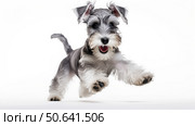 puppy schnauzer white background ai generated. Стоковое AI-изображение, AI-художник Vectorwin / Фотобанк Лори