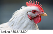 close white hen ai generated. Стоковое AI-изображение, AI-художник Vectorwin / Фотобанк Лори