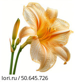 Peach daylily blooming with water droplets on petals. Стоковое AI-изображение, AI-художник Иван Рябоконь / Фотобанк Лори