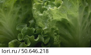 Fresh lettuce in drops of water. Shot on super slow motion camera 1000 fps. Стоковое видео, видеограф Андрей Армягов / Фотобанк Лори