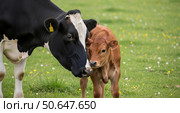 A black and white cow with a yellow ear tag nuzzling a brown calf in a green field with scattered yellow and white flowers, both animals displaying gentle interaction. Стоковое AI-изображение, AI-художник Журавлева Кристина / Фотобанк Лори