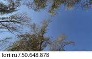 Looking through the branches of a tree at the blue autumn sky, creating a natural border of treetops around the blue sky. Стоковое видео, видеограф Darya Komarova / Фотобанк Лори