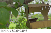 Close-up view of perky cute sparrows pecking crumbs from a wooden feeder on a garden tree on a summer day (lat. Passer domesticus). Natural background. Bird care concept. Стоковое видео, видеограф Виктория Катьянова / Фотобанк Лори