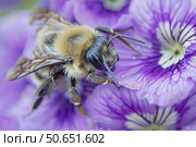 Bee pollinating purple flower in close up. Стоковое AI-изображение, AI-художник Иван Рябоконь / Фотобанк Лори