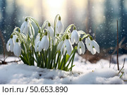 Snowdrops blooming through snow in sunny winter forest. Стоковое AI-изображение, AI-художник Иван Рябоконь / Фотобанк Лори