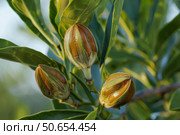 Pittosporum tobira showing seed pods ripening on branches. Стоковое AI-изображение, AI-художник Иван Рябоконь / Фотобанк Лори