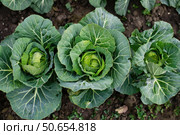 Cabbages growing in vegetable garden, top view of fresh green vegetables. Стоковое AI-изображение, AI-художник Иван Рябоконь / Фотобанк Лори