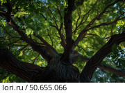 Majestic tree canopy stretching towards the sky on a sunny day. Стоковое AI-изображение, AI-художник Иван Рябоконь / Фотобанк Лори