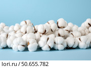 Cotton flowers lying on a blue background representing purity and softness. Стоковое AI-изображение, AI-художник Иван Рябоконь / Фотобанк Лори