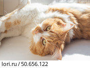 A ginger cat with yellow eyes looks up while flipped over on its back on a white windowsill, sunbathing. Стоковое фото, фотограф Коханова Наталья / Фотобанк Лори