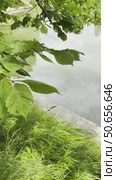 A tree with green leaves is in front of a body of water. Стоковое видео, видеограф Ярославский Максим / Фотобанк Лори