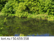 Речной пейзаж, осока и водоросли, отражения и тени на воде, цветы и деревья на берегу. Река Красивая Меча, Тульская область, Россия. Стоковое фото, фотограф Андрей Цыганков / Фотобанк Лори