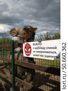 Верблюд. Стоковое фото, фотограф Ирина Макашова / Фотобанк Лори