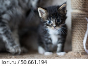 A charming Maine Coon kitten, standing on a scratching post. Стоковое фото, фотограф Роготнева Виктория / Фотобанк Лори