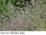 Deschampsia cespitosa is a species of perennial herbaceous plants of the genus Meadow grass of family Poaceae or Poaceae. Стоковое фото, фотограф Володина Ольга / Фотобанк Лори