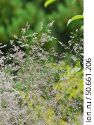 Deschampsia cespitosa is a species of perennial herbaceous plants of the genus Meadow grass of family Poaceae or Poaceae. Стоковое фото, фотограф Володина Ольга / Фотобанк Лори