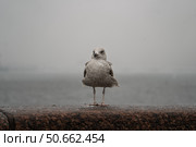 Чайка на парапете в туманный день. Стоковое фото, фотограф Пучков Андрей Александрович / Фотобанк Лори
