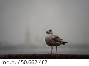 Чайка на парапете в туманный день. Стоковое фото, фотограф Пучков Андрей Александрович / Фотобанк Лори