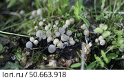 Навозник рассеянный Coprinellus disseminatus. Стоковое фото, фотограф Алексей Мохирев / Фотобанк Лори
