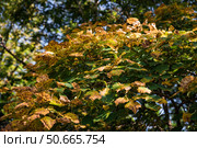 Golden autumn leaves of Amur linden (Tilia amurensis) create a warm and cozy background, reflecting the seasonal charm of the Russian Far East. Стоковое фото, фотограф Татьяна Терехина / Фотобанк Лори