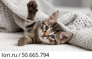 Playful kitten peeking from under cozy blanket in a warm indoor setting. Стоковое AI-изображение, AI-художник Katsiaryna Repich / Фотобанк Лори