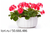 pot geranium on white ai generated. Стоковое AI-изображение, AI-художник Vectorwin / Фотобанк Лори
