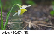 White and yellow daffodil with dewdrops hanging down in a garden setting with blurred green background and other daffodils in the distance, creating a peaceful and serene springtime scene. Стоковое видео, видеограф Ольга Ильина / Фотобанк Лори