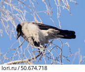 Grey ruffled hooded crow sits on frost tree branch. Стоковое фото, фотограф Ольга Сергеева / Фотобанк Лори