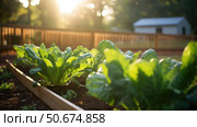 lettuce leafy green vegetables ai generated. Стоковое AI-изображение, AI-художник Vectorwin / Фотобанк Лори