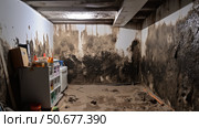 growth mold in house ai generated. Стоковое AI-изображение, AI-художник Vectorwin / Фотобанк Лори