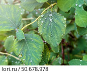 Raid drops on leaves. Morning dew on plants, Nature after rain. Natural background. Стоковое фото, фотограф Вера Федорова / Фотобанк Лори