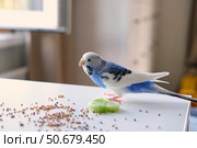 Colorful Budgerigar Feeding Playfully. Vibrant White Blue Budgie Bird is Perched Near a Bunch of Scattered Seeds. Bright Cozy Indoor Setting. Close-up. Funny Pet Parrot. Domestic Animal Parakeet. Стоковое фото, фотограф Марина Демидюк / Фотобанк Лори