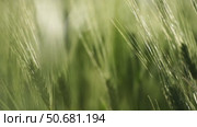 Wheat green field agriculture. The wind sways ears of barley wheat in the field, waves of crops at sunset. Agricultural business. Стоковое видео, видеограф svetograph / Фотобанк Лори
