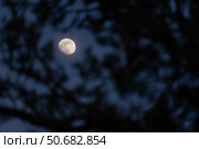 Луна за ветками. Стоковое фото, фотограф Сергей Мартынов / Фотобанк Лори