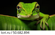 detail green anole ai generated. Стоковое AI-изображение, AI-художник Vectorwin / Фотобанк Лори