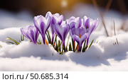 visual spring flowers in snow ai generated. Стоковое AI-изображение, AI-художник Vectorwin / Фотобанк Лори