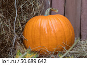 Large Autumn orange fresh Ripe farm pumpkin on hay bales. Fall pumpkins for halloween preparation and thanksgiving. Close-up. Стоковое фото, фотограф Регина Ерофеева / Фотобанк Лори