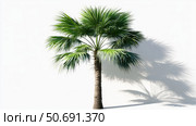photo sabal palm tree. Стоковое фото, фотограф Vectorwin / Фотобанк Лори