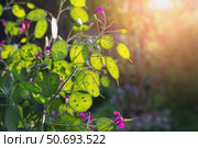 Lunaria is a biennial plant of the cruciferous family in the second year of development with formed seed pods against the backdrop of the setting sun. Place for text. Стоковое фото, фотограф Оксана Медведева / Фотобанк Лори