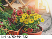 Bright terracotta and yellow petunia flowers in a pot. Petunias decorate the entrance to the gazebo in the setting sun. close-up. Стоковое фото, фотограф Оксана Медведева / Фотобанк Лори