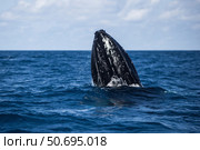 A humpback whale begins to breach out of the Atlantic Ocean. Стоковое фото, фотограф Ethan Daniels/Stocktrek Images / ТАСС / Фотобанк Лори