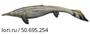 Illustration of a Plotosaurus from the Cretaceous period. Стоковое фото, фотограф Sergey Krasovskiy/Stocktrek Images / ТАСС / Фотобанк Лори