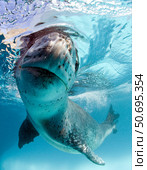 Facial view of a leopard seal, Astrolabe Island, Antarctica. Стоковое фото, фотограф Steve Jones/Stocktrek Images / ТАСС / Фотобанк Лори