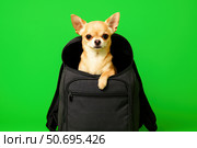 Cute chihuahua sitting inside black travel bag on green background. Funny travel or pet concept, curious expression, clean studio shot. Perfect for advertising, memes or design. Copy space. Banner. Стоковое AI-изображение, AI-художник Евгений Демидюк / Фотобанк Лори